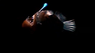 Strange Bioluminescing Deep Sea Animals  Blue Planet  BBC Earth [upl. by Landsman201]