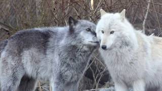 Wolves say quotHello I love You You too You as wellquot [upl. by Soo352]