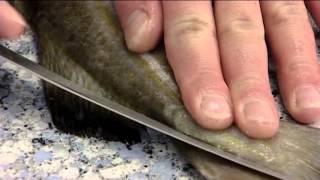 How to Fillet an Atlantic Cod  406 [upl. by Ibby]