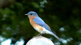 Eastern Bluebird Song FYV [upl. by Marlea]