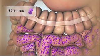 Treating Low Blood Sugar  Hypoglycemia  Nucleus Health [upl. by Wolfgram475]