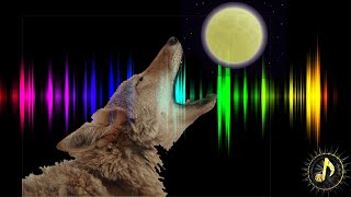 Coyote Howling Sound Effect [upl. by Muslim]