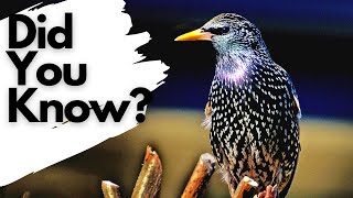 Things you need to know about STARLINGS [upl. by Pelaga]