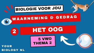 5 vwo  Waarneming amp Gedrag  2  Het oog [upl. by Cadell]