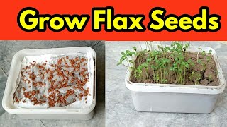 Grow Flax Seeds  Microgreens [upl. by Ennaid]