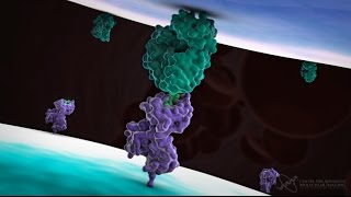 Mechanism of CELL MEDIATED TOXICITY [upl. by Ainet]