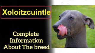 Xoloitzcuintle or Xolo aka Mexican hairless dog Pros and Cons Price How to choose Facts Care [upl. by Esille326]