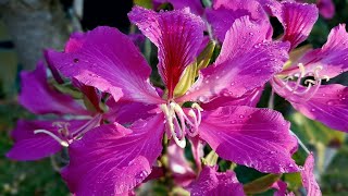 Bauhinia flowers video [upl. by Eamon630]