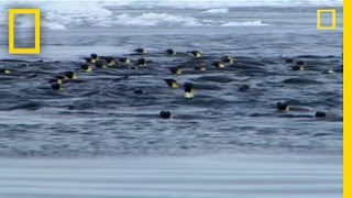 Penguins vs Leopard Seal  National Geographic [upl. by Afas]