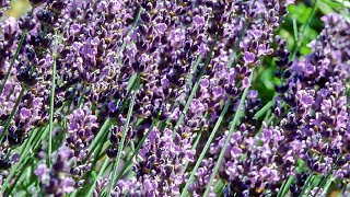 How To Harvest And Dry Lavender [upl. by Jenness]