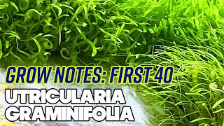 Utricularia Graminifolia UG  First 40 Days  Grow Notes  4 Gallon Nano Planted Tank [upl. by Beitris634]