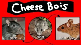 Cheese Bois [upl. by Ailina]