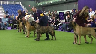 Bullmastiff Westminster dog show 2017 b [upl. by Ayadahs]