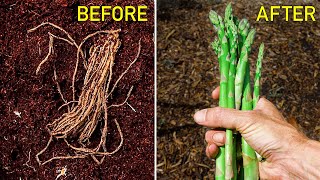 How to Grow Asparagus Complete Growing Guide [upl. by Volin68]