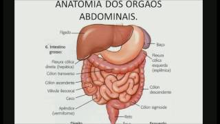 Anatomia dos orgãos abdominais [upl. by Htnamas]