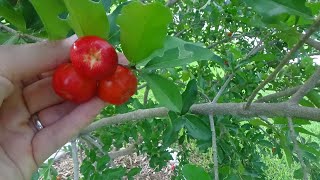 Barbados  Acerola Cherry  easy to grow in Central Florida [upl. by Mollee]