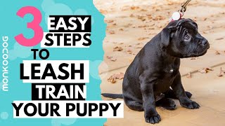 How to leash train your puppy or dog  Monkoodog [upl. by Odlauso]