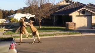 Watch Dramatic kangaroo fight unfolds on suburban Australia street [upl. by Anoyek]