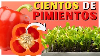 Cómo SEMBRAR PIMIENTO en CASA 🌱 2 Métodos ✅ [upl. by Hamel]