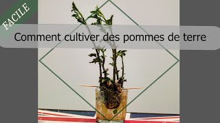 Comment faire germer des pommes de terre rapidement [upl. by Biondo]