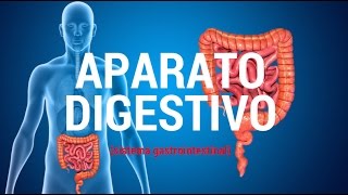 Aparato digestivo sistema gastrointestinal [upl. by Lednew34]