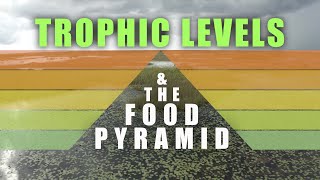 Trophic Levels and Food Pyramids [upl. by Deibel]