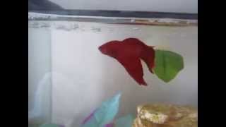 How to teach your Betta 4 different tricks [upl. by Gnanmos]