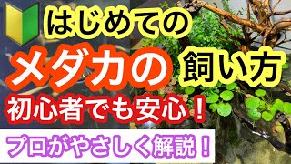 【基礎編】メダカの飼い方・育て方 メダカ飼育の基本をプロが解説します [upl. by Broadbent]