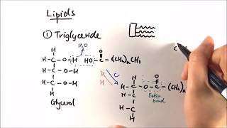 AS Biology  Triglycerides OCR A Chapter 35 [upl. by Eelynnhoj]