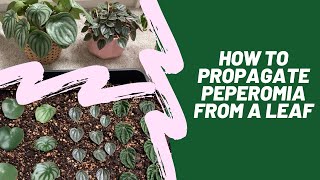 How to Propagate Peperomia from a Leaf [upl. by Ayokahs]