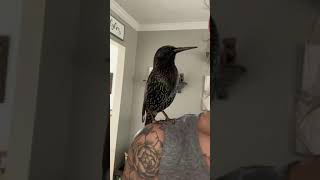 I’m so what 🤣 bird bird the talking starling talking nonsense [upl. by Yentrac]