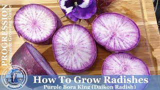 Best way to Grow Radishes l Complete Growing Guide [upl. by Marou424]