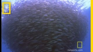 Bluefin Tuna Eat Bait Ball  National Geographic [upl. by Proffitt]