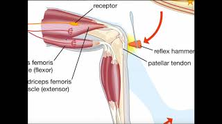 The Muscle Spindle Reflex Arc Stretch or Patellar Reflex [upl. by Annaicul712]