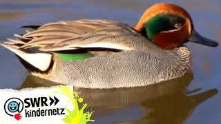 Enten bei OLIs Wilde Welt  SWR Kindernetz [upl. by Nil860]