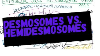 Desmosomes vs Hemidesmosomes and rete ridges [upl. by Orion186]