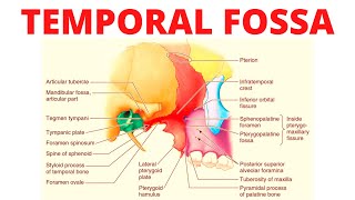 Temporal Fossa [upl. by Nawuq]