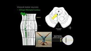 Brainstem  Structure and Function  Neuroanatomy [upl. by Attezi]