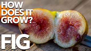 FIG  How Does it Grow [upl. by Jepson]