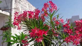 Oleander Plants Care🌸🌸🌸 amp Tips For More Blooming in Pot [upl. by Codel]