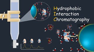 Hydrophobic interaction chromatography  HIC  Application of HIC [upl. by Nosae]