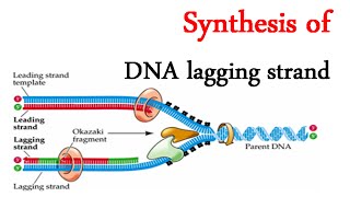 Lagging strand synthesis [upl. by Ayaj]