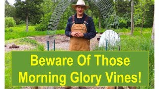 Beware of Those Morning Glory Vines [upl. by Leroi722]