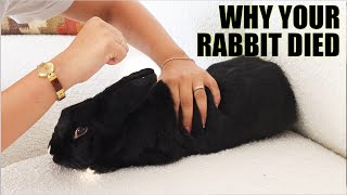 SIGNS YOUR RABBIT IS DYING [upl. by Chancey630]