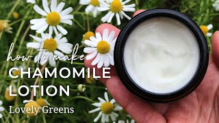 Make Homemade Chamomile Lotion stepbystep from fresh flowers to natural skincare [upl. by Martynne]