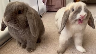 Mini Lop Rabbits  Holland Mini Lop Bunnies Playing [upl. by Cormac]