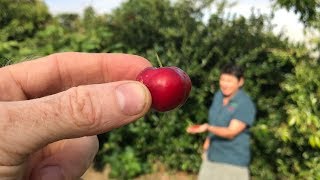 All about Acerola or Barbados Cherry Fruit Trees  Malpighia emarginata [upl. by Okiruy]