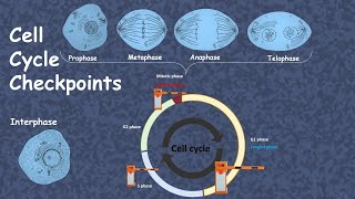 cell cycle checkpoint advanced [upl. by Thekla]