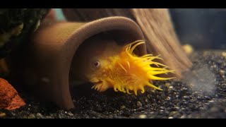 Breeding Bristlenose Plecos In a Community Tank [upl. by Hills]