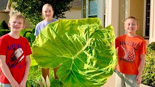 Growing the Biggest Elephant Ear ‘Thai Giant’ Colocasia Gigantea from Thailand [upl. by Neiht]